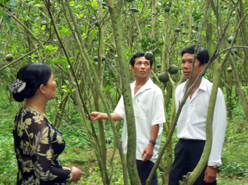 Nông dân người Khmer sản xuất giỏi ảnh 1