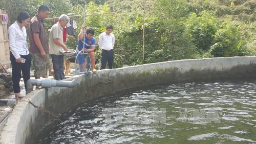 Điều tra vụ cá chết bất thường ở Sa Pa ảnh 1