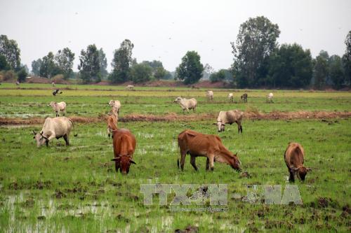 Nhiều hộ dân ở Kiên Giang tự nguyện xin… thoát nghèo ảnh 1