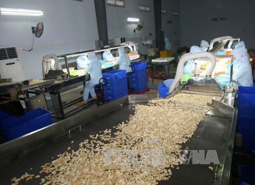 Xuất khẩu điều có thể đạt mức kỷ lục 2,7 tỷ USD ảnh 1