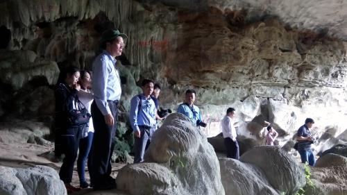  Không có hiện tượng chặt phá nhũ đá tại di sản Vịnh Hạ Long ảnh 1
