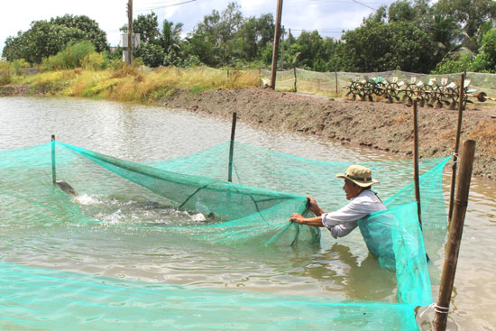 Ông Tăng Văn Tuối kiểm tra sự sinh trưởng của cá.