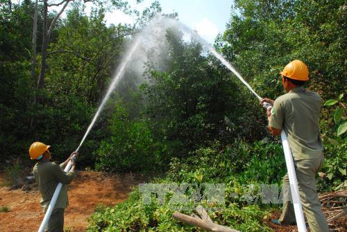 Đầu tư 50 tỷ đồng chăm sóc, bảo vệ rừng phòng hộ Cần Giờ ảnh 1