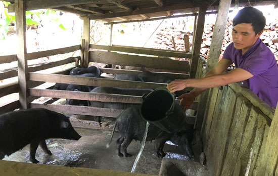 Làm giàu từ nuôi lợn thịt ảnh 1