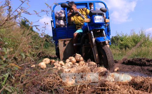 Nông dân Bình Phước lao đao vì dư thừa củ đậu ảnh 1