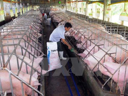 Chăn nuôi lợn theo tiêu chuẩn VietGap ở Thành phố Hồ Chí Minh. Ảnh: Mạnh Linh-TTXVN