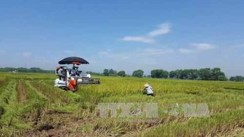 Trên 42.300 ha lúa ở phía Bắc sản xuất theo “cánh đồng lớn” ảnh 1