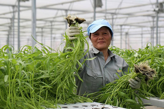 Giúp nhà nông tiêu thụ sản phẩm ảnh 1