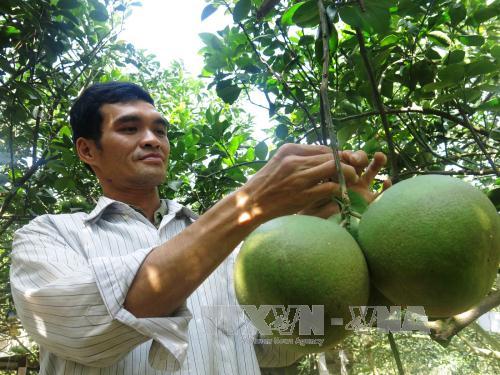 Tập trung xây dựng nông thôn mới ảnh 1