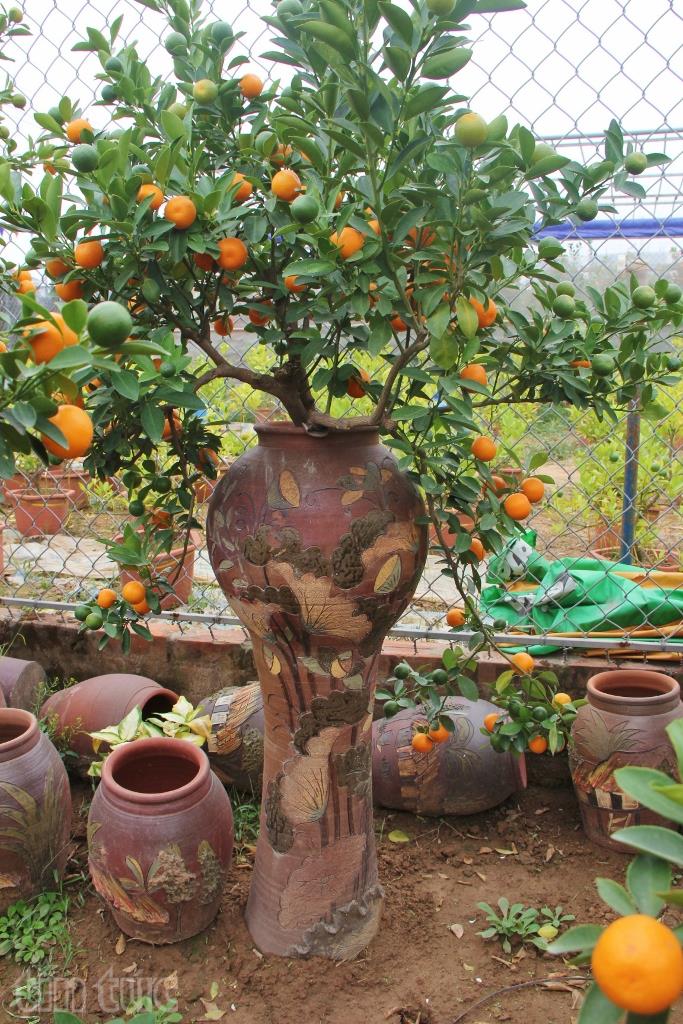 Độc và lạ quất bonsai trồng trong bình gốm ảnh 1