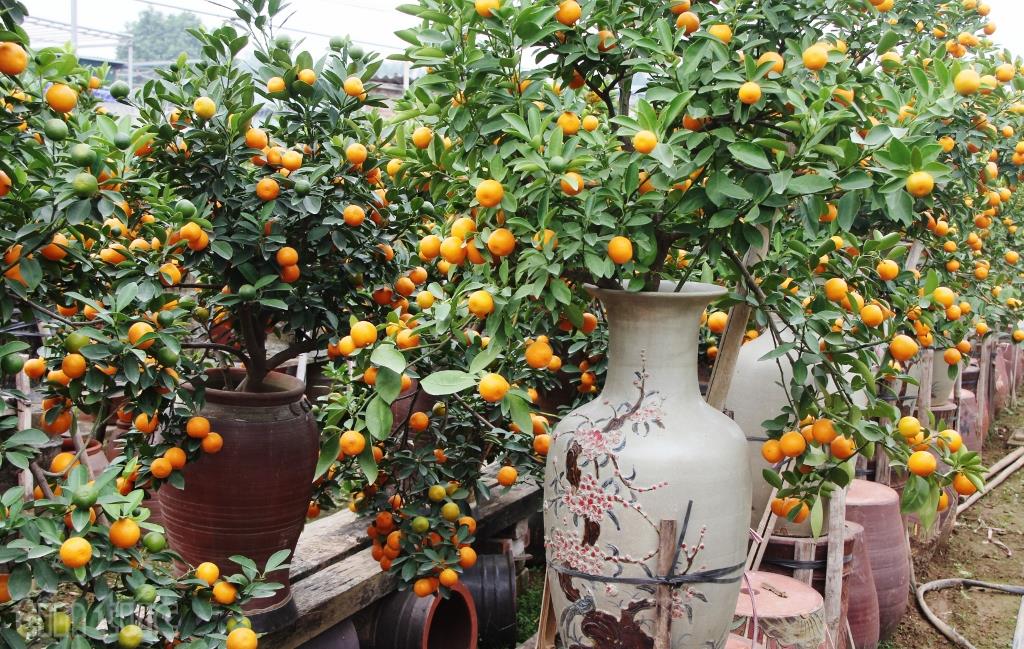Độc và lạ quất bonsai trồng trong bình gốm ảnh 3