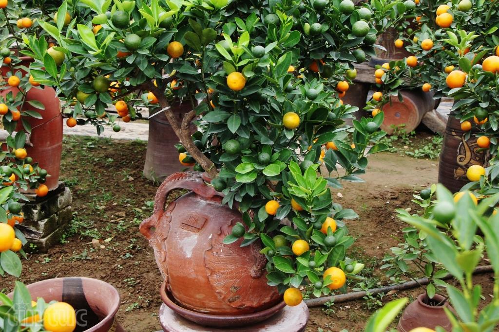 Độc và lạ quất bonsai trồng trong bình gốm ảnh 4