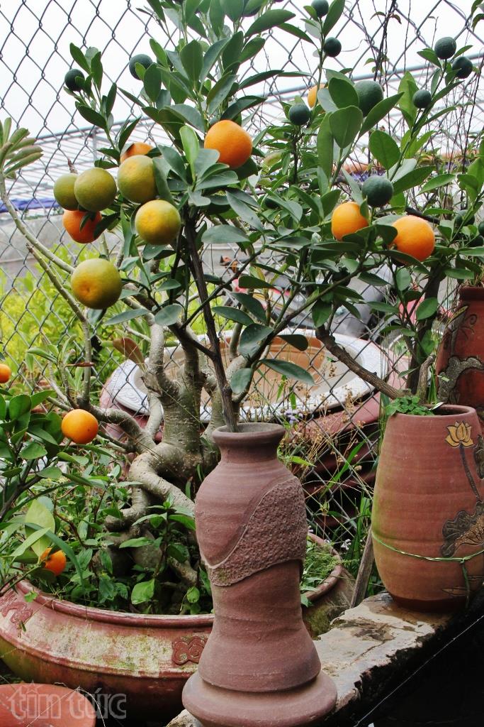 Độc và lạ quất bonsai trồng trong bình gốm ảnh 5