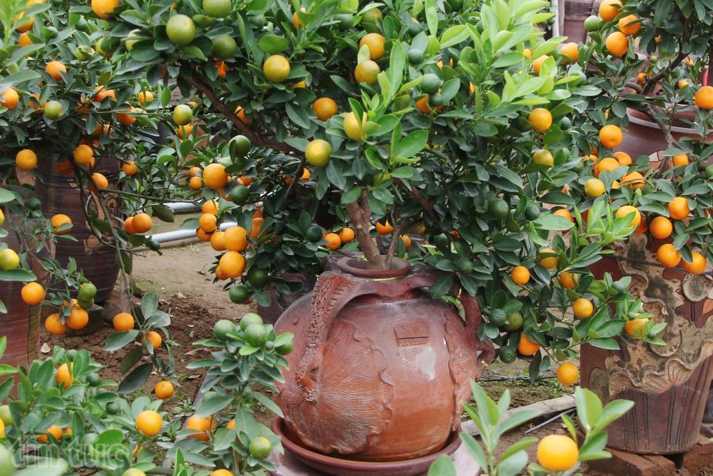 Độc và lạ quất bonsai trồng trong bình gốm ảnh 6