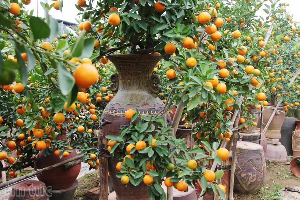 Độc và lạ quất bonsai trồng trong bình gốm ảnh 7