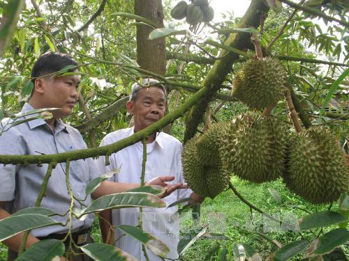 Cựu chiến binh làm kinh tế giỏi ảnh 1