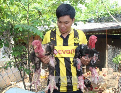 Gà Đông Tảo "hút" hàng ảnh 1