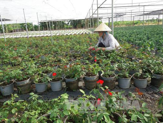 Người trồng hoa vui vì hoa Tết nở đúng hẹn ảnh 1