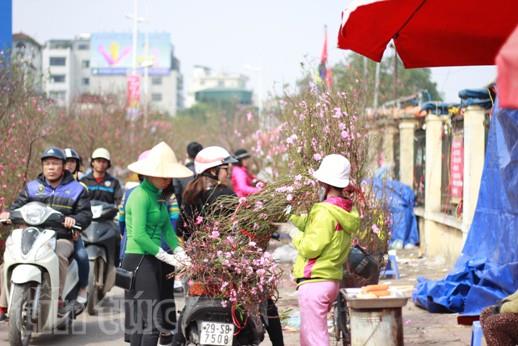 Cận Tết, giá đào Nhật Tân, quất Tứ Liên “phi mã” ảnh 1