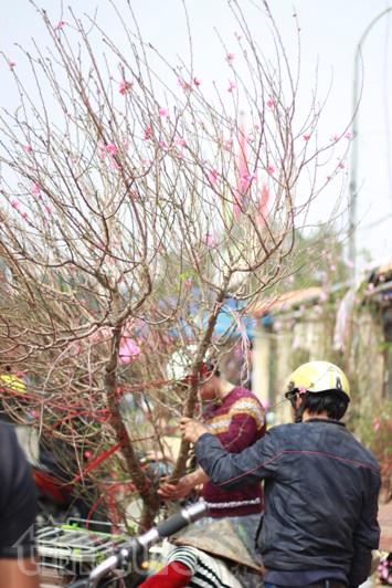 Cận Tết, giá đào Nhật Tân, quất Tứ Liên “phi mã” ảnh 2
