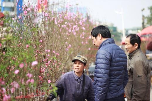 Cận Tết, giá đào Nhật Tân, quất Tứ Liên “phi mã” ảnh 3