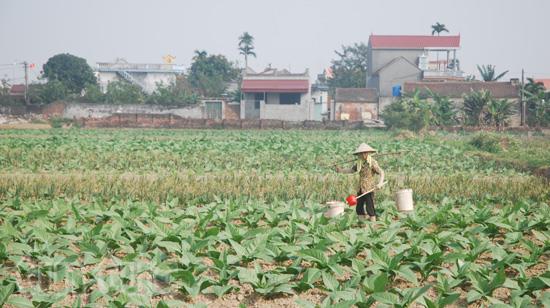 Xuống đồng ngày Xuân ảnh 4