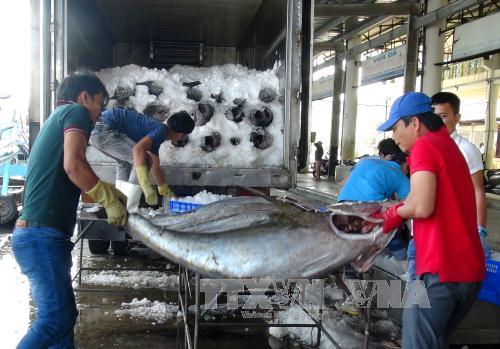 Ngư dân Khánh Hòa trúng đậm cá ngừ đại dương trong chuyến biển Tết Đinh Dậu. Trong ảnh: Vận chuyển cá ngừ đại dương từ tàu cá lên bờ.