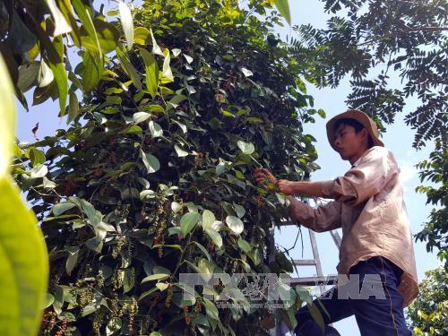 Đắk Nông phát triển hồ tiêu bền vững ảnh 1