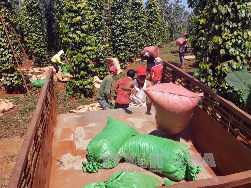 Đắk Nông phát triển hồ tiêu bền vững ảnh 2