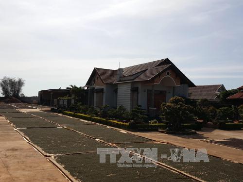 Đắk Nông phát triển hồ tiêu bền vững ảnh 3
