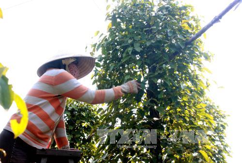 Khan hiếm lao động thu hoạch hồ tiêu ảnh 1