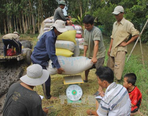 Giá lúa ở Đồng bằng sông Cửu Long tăng ảnh 1