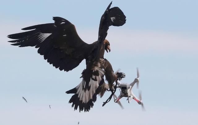 Không quân Pháp 'tuyển' đại bàng để xử lý UAV khủng bố ảnh 2