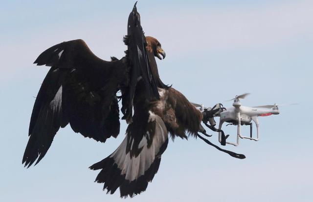 Không quân Pháp 'tuyển' đại bàng để xử lý UAV khủng bố ảnh 3