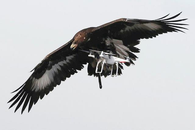Không quân Pháp 'tuyển' đại bàng để xử lý UAV khủng bố ảnh 4