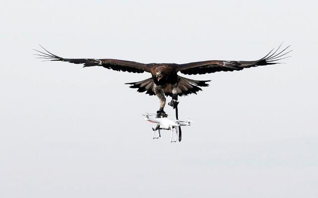 Không quân Pháp 'tuyển' đại bàng để xử lý UAV khủng bố ảnh 5