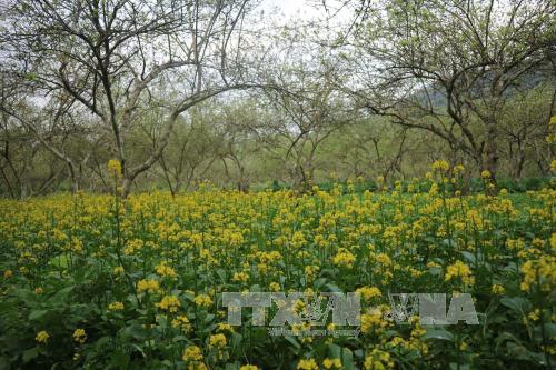Sắc trắng tinh khôi của hoa mận trên cao nguyên Bắc Hà ảnh 3