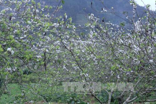 Sắc trắng tinh khôi của hoa mận trên cao nguyên Bắc Hà ảnh 5