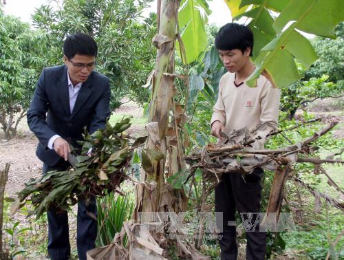 80% đội viên Dự án 600 Phó Chủ tịch xã được bố trí làm công chức ảnh 1