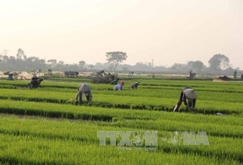 Thái Bình là tỉnh đầu tiên sản xuất lúa bền vững và giảm phát thải khí nhà kính AgResults