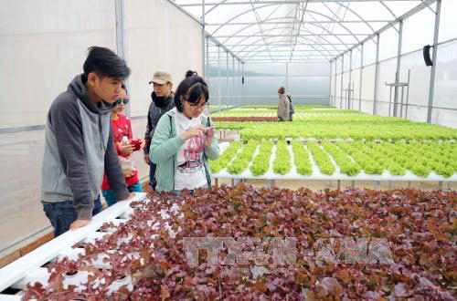 Nhật Bản khảo sát vùng sản xuất nông nghiệp tại Lâm Đồng ảnh 1