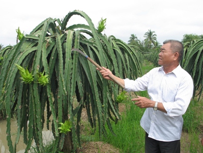Trồng cây đặc sản kết hợp chăn nuôi đạt hiệu quả cao ảnh 1