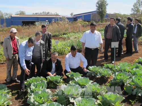 Đoàn giám sát Quốc hội đến kiểm tra thực tế tại vườn rau tại Gia Lai. Ảnh: Hoài Nam/TTXVN