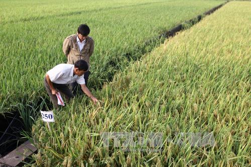 Có nên thu phí bản quyền giống lúa? ảnh 2