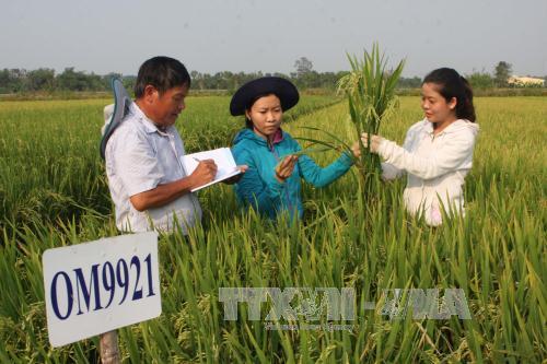 Có nên thu phí bản quyền giống lúa? ảnh 1