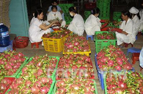 Thanh long trái vụ tăng giá ảnh 1
