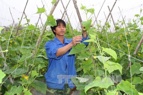 Nhiều mô hình thanh niên khởi nghiệp hiệu quả ở Ninh Bình ảnh 1