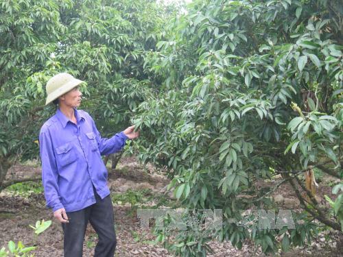 Cây vải thiều không ra hoa, Thanh Hà, Lục Ngạn có nguy cơ thất thu hàng nghìn tỷ đồng ảnh 1