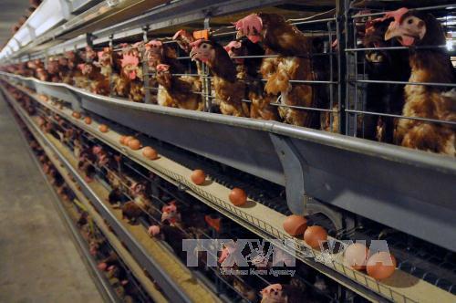 Nông dân Bình Phước 'nói không với thực phẩm bẩn' ảnh 1