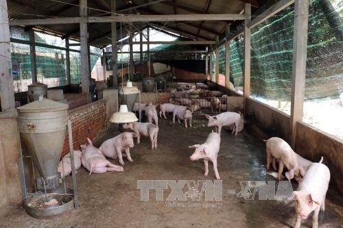 Khổ sở vì ô nhiễm môi trường do chăn nuôi lợn ảnh 1